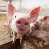 Bacon Costs Rise Due To Piglet Death Epidemic 